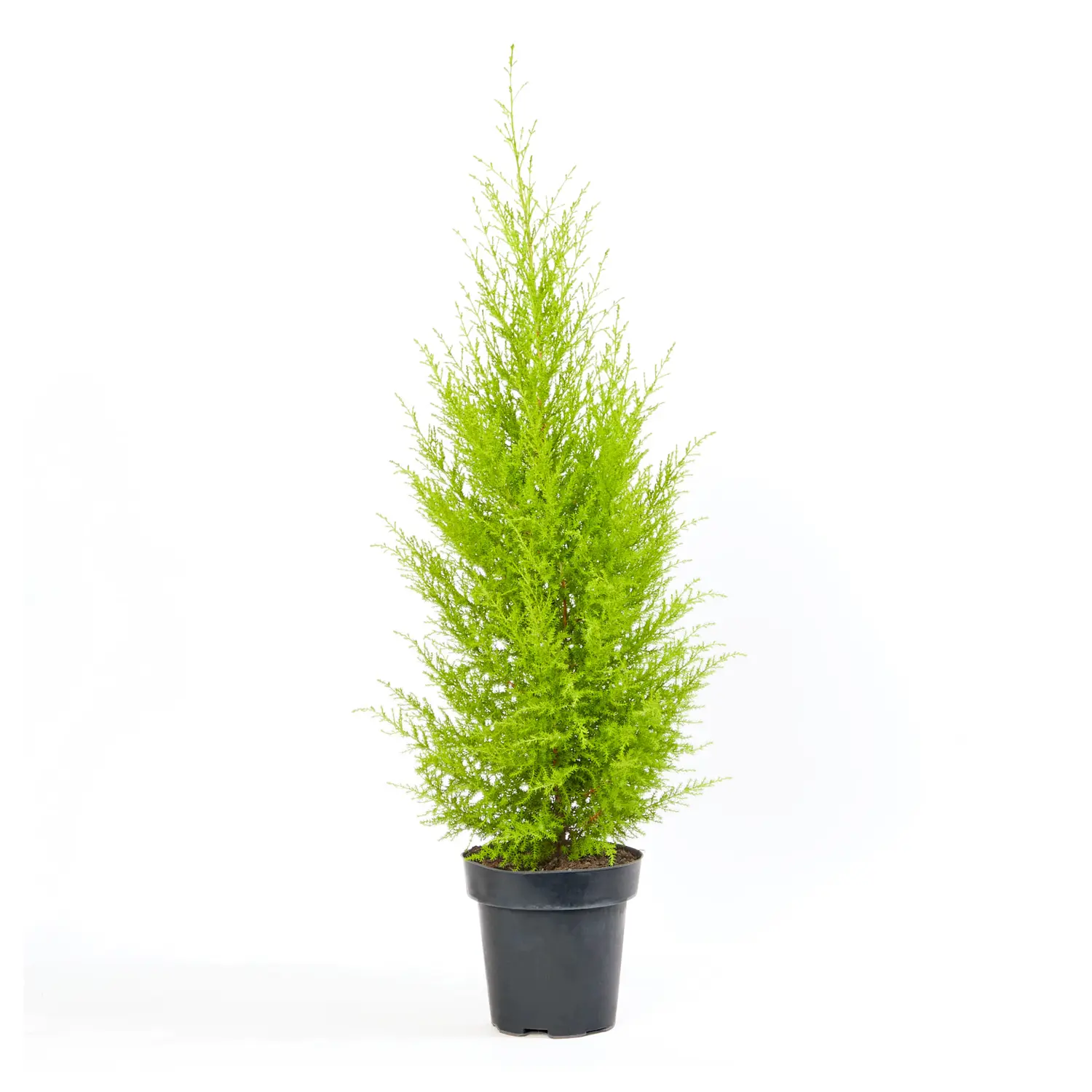 Tuia Holandesa Natural Pote 24